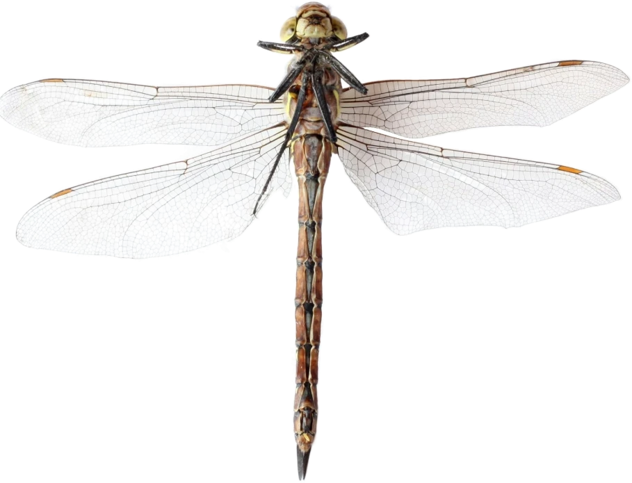 A dragonfly at rest, wings open