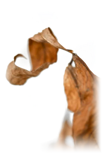 A curled dry leaf