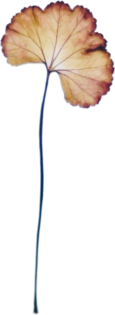 A pressed geranium leaf on a long stem