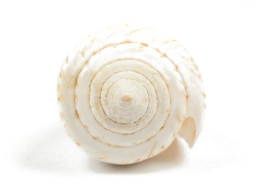 A found spiral shell