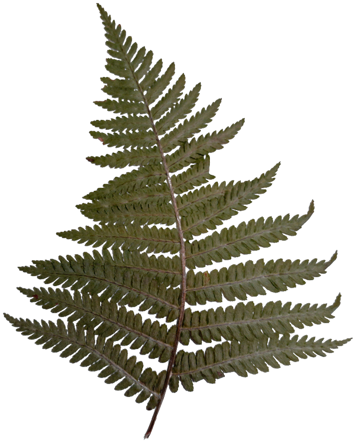 A pressed fern frond