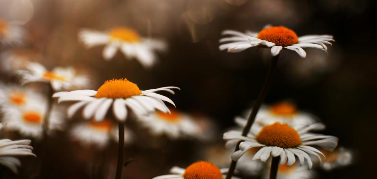Daisies open to low golden light