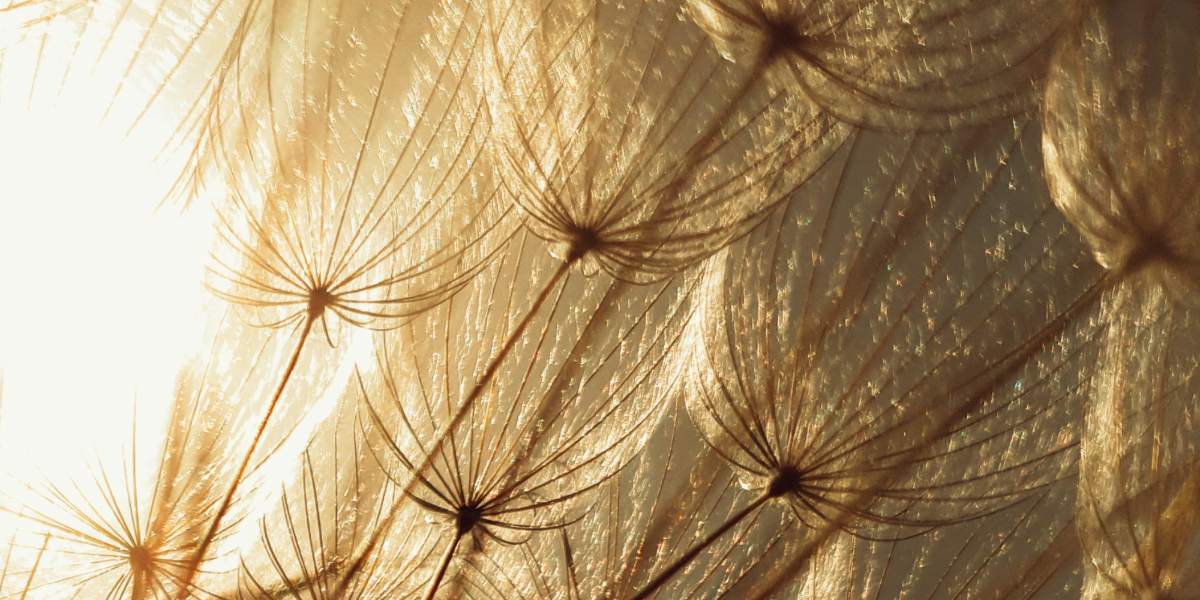 Backlit dandelion seedheads in low sun