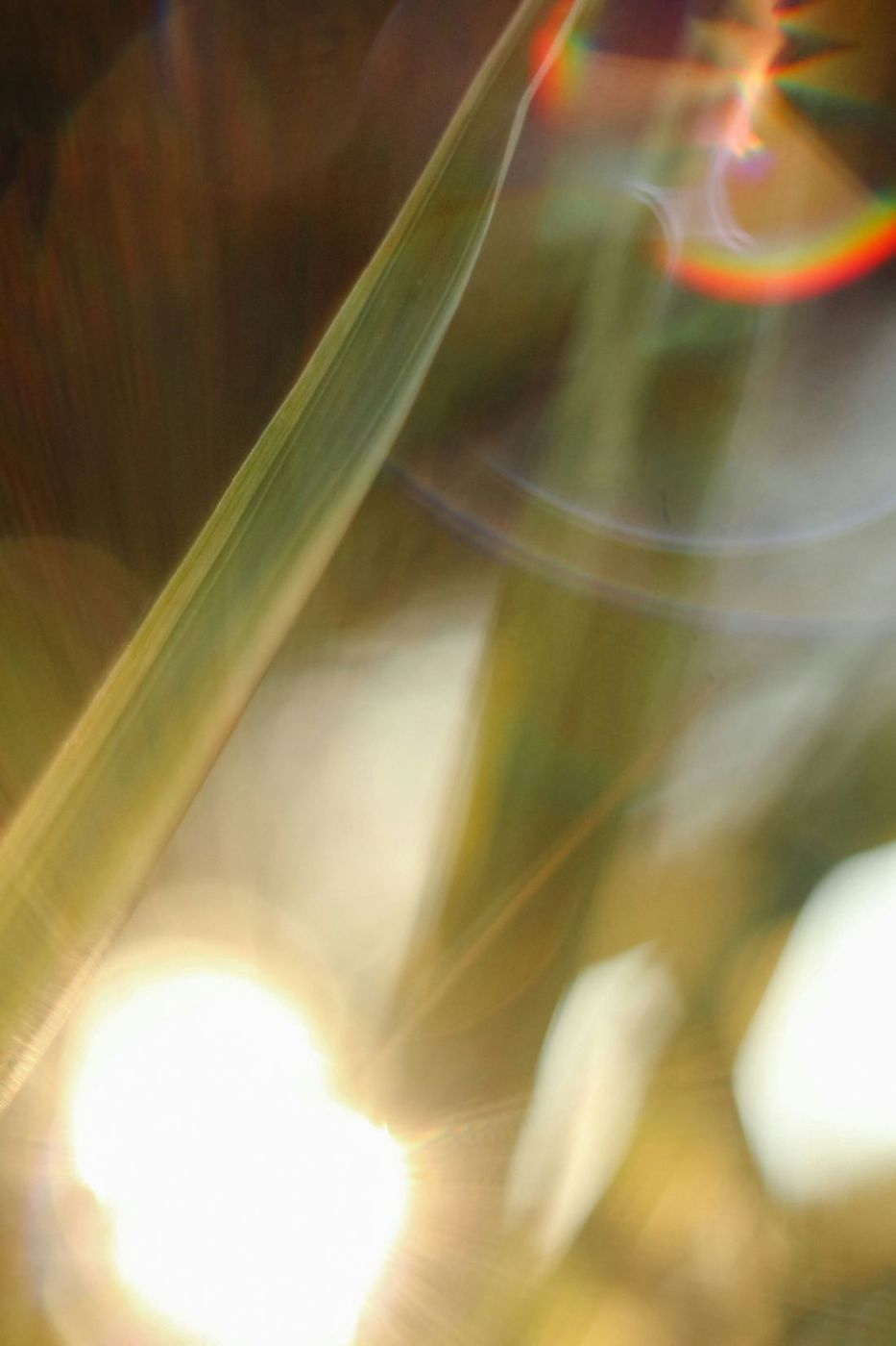 Low sun flaring through a stem