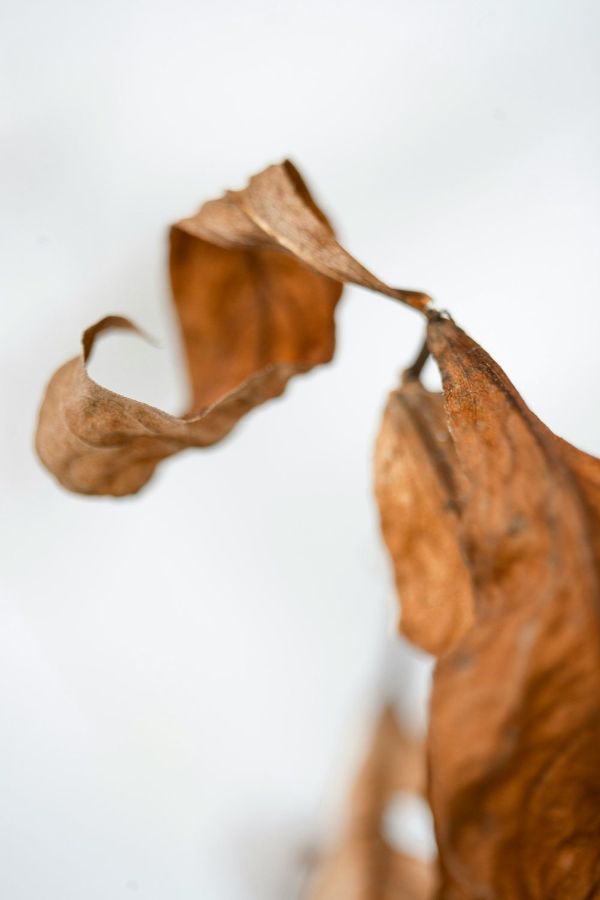 Backlit leaf on a bone ground