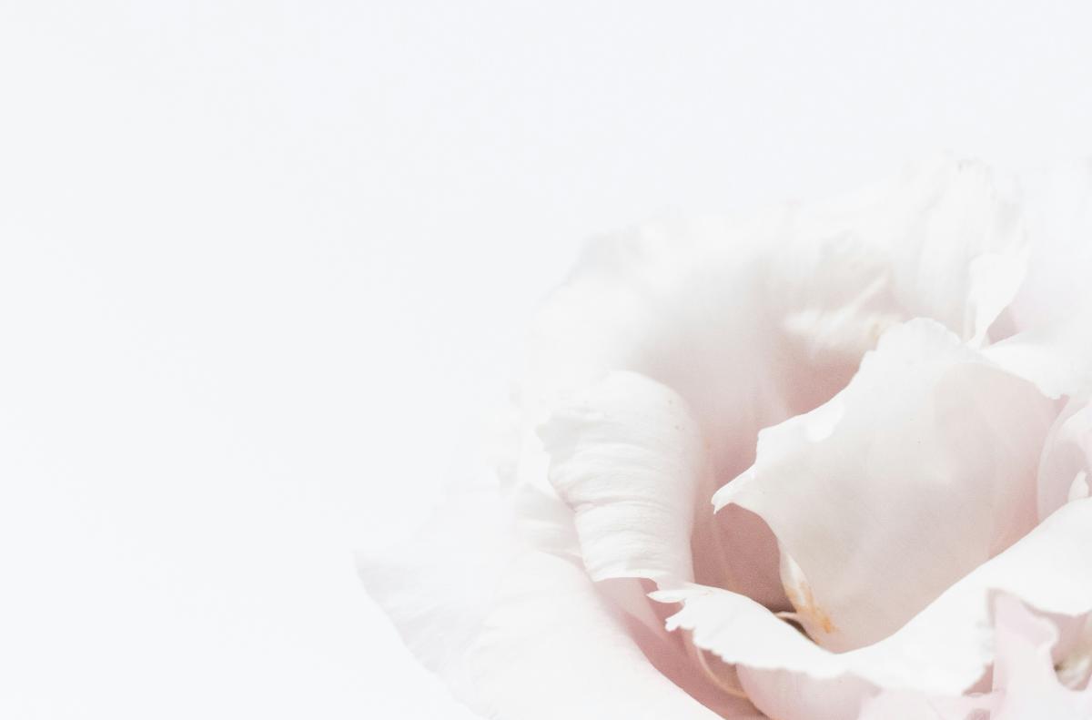 A pale rose in soft light