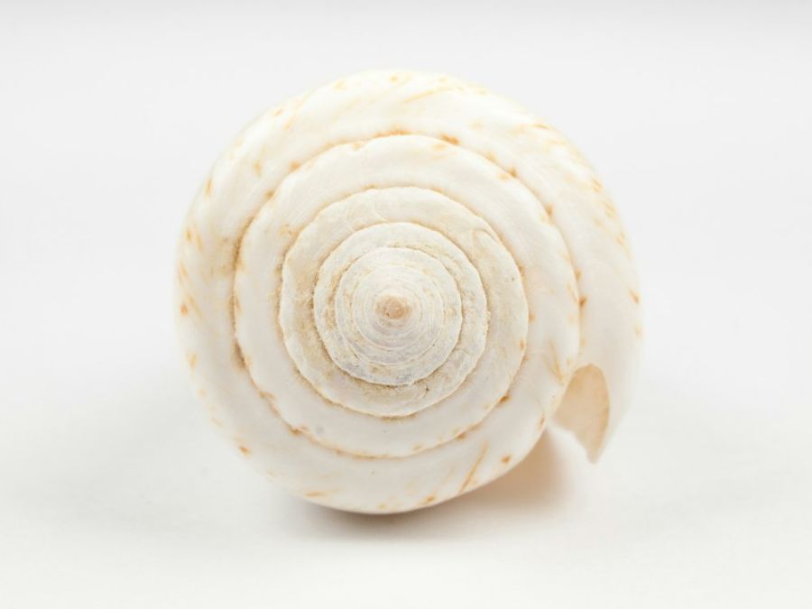 A found spiral shell, lit in open shade